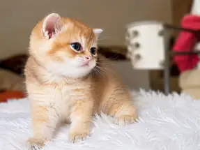 Özel Kan Hattı British Shorthair Golden (NY11 & NY25)