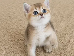 British Shorthair Black Golden Erkek Yavrularımız