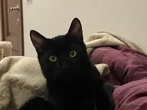 Bombay Kedi 5 Aylık Erkek