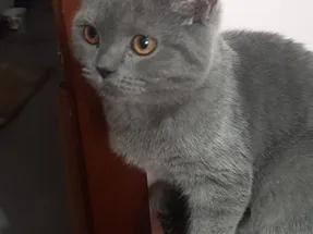 4 aylık British Shorthair dişi erkek yavrular