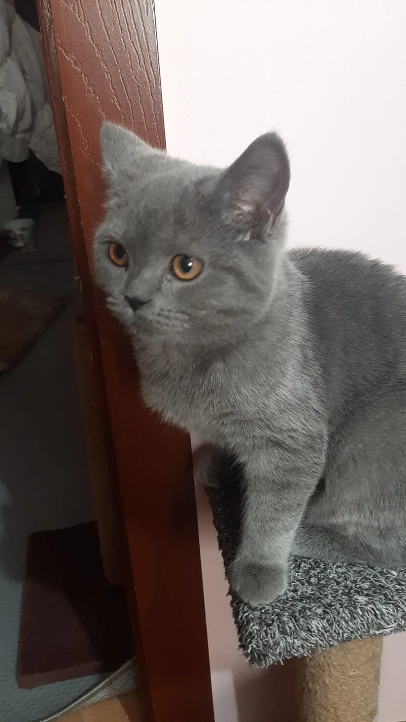 4 aylık British Shorthair dişi erkek yavrular