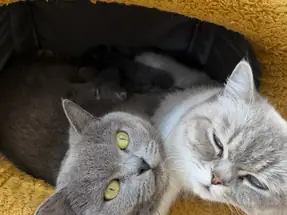 Çok sevgi dolu kedilerimiz sahiplendirilecek