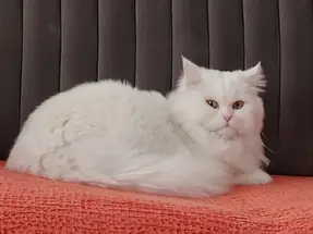 1 yaşında British Longhair Erkek