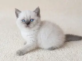 British Shorthair Blue Point Dişi Yavrumuz