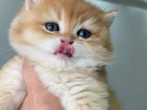 Safkan golden cinsi british Shorthair