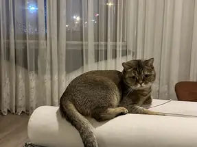 British shorthair sevimli ve oyuncu