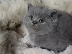 2 AYLIK BRİTİSH SHORTHAİR ERKEK YAVRUMUZ