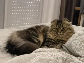 British longhair