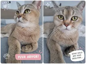 BRİTİSH SHORTHAİR