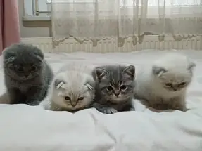 Scottish Fold 2 aylık yavrular