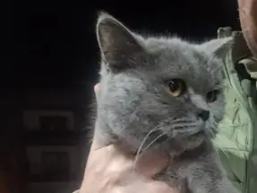 British Shorthair 1 Yaşında Dişi