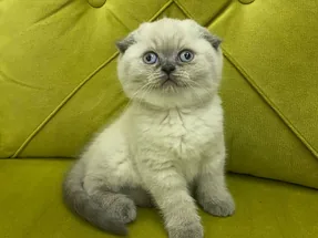 Top kafa ayı surat scottish fold yavrular