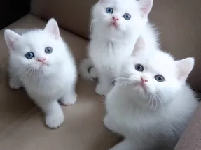 Muhteşem British Shorthair White yavrularımız