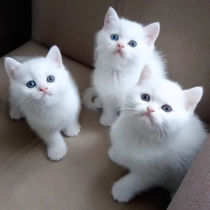 Muhteşem British Shorthair White yavrularımız
