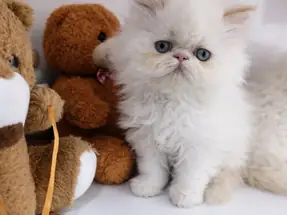 İRAN PERSİAN ( SHOW KALİTE )