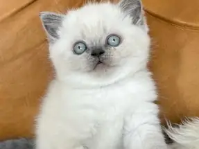 DİKKAT ÇEKİCİ Bluepoint British Shorthair