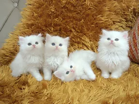 ORJİNAL CHİNCHİLLA YAVRULAR