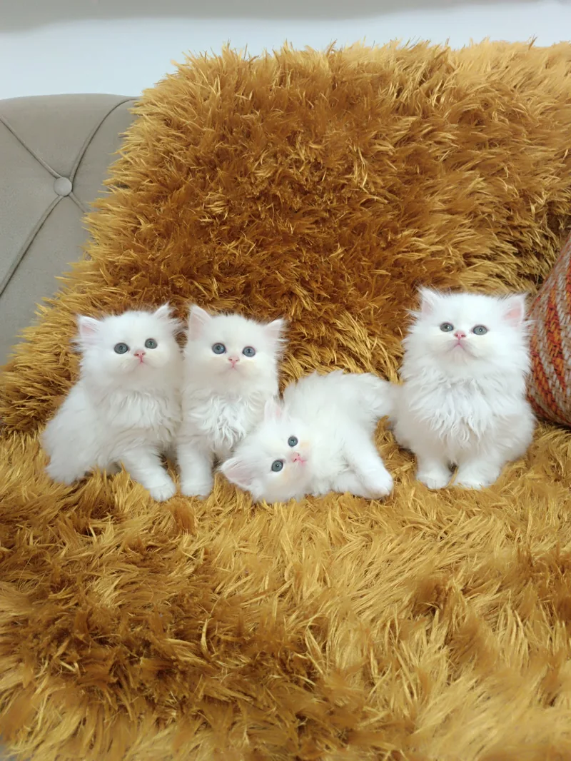 ORJİNAL CHİNCHİLLA YAVRULAR