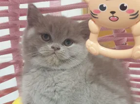 Bicolour genli safkan lilak dişi🥰💜