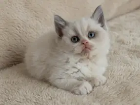 Mükemmel Kalite British Shorthair Blue Point Bicolor erkek yavru