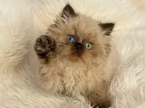 İRAN HİMALAYAN ( Odd Eyes ) 2 aylık persian yavru