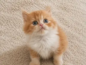 Show Kalite Red Bicolor British Longhair Erkek Yavrumuz