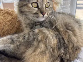 Melez yavru kedi