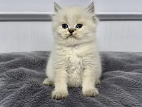 British LongHair ( SHOW KALİTE )