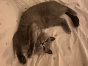 3 Yaşında Dişi Kısır British Shorthair Kedi