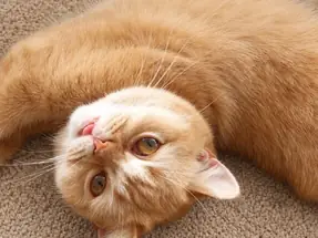 Yetişkin British Shorthair Red kısır dişi