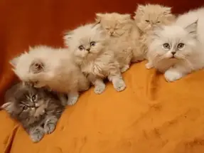 BRİTİSH LONGHAİR DİŞİ VE ERKEK SİLVER GOLDEN YAVRULAR