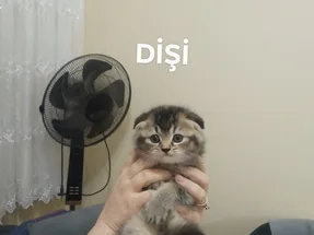 Scottish fold golden black dişi yavrumuz