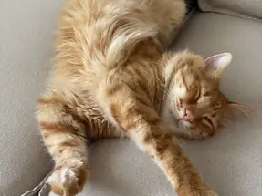 3 Yaşında Kısır Erkek Sarman