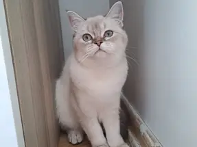 British Shorthair blue point 2 yaşında dişi