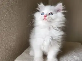 Bayram şekerleri 2 aylık British Longhair yavrular