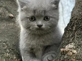 BRİTİSH SHORTHAİR 2 AYLIK DİŞİ YAVRU KEDİ