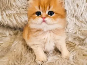 Organik Portakal Yavrular