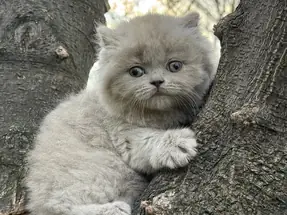 BRİTİSH SHORTHAİR 2 AYLIK DİŞİ LİLAC YAVRU