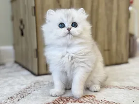 Zümrüt Yeşili Gözleriyle Mükemmel Silver Ns11