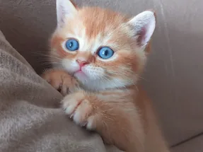British Shorthair Red Golden erkek yavrumuz