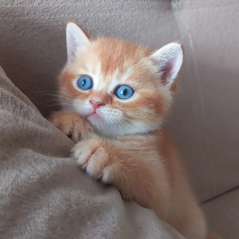 British Shorthair Red Golden erkek yavrumuz