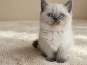 Top Kafa British Shorthair Blue Point dişi yavru