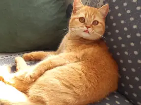 4 Yaşında British Shorthair Dişi Kısır Red