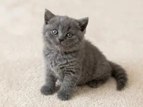 British Shorthair Klasik Blue Dişi Yavrumuz