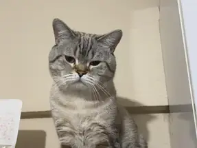 2 yaşında cins kedi