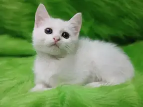 British Shorthair Grey Blue Tabby White Bicolor Yavrular