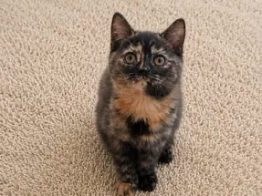 Para ve Şans Kedisi British Shorthair Tortieshell Dişi Yavrumuz