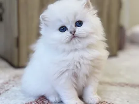 Koyu Mavi Boncuk Gözlü Silver Point Ns1133