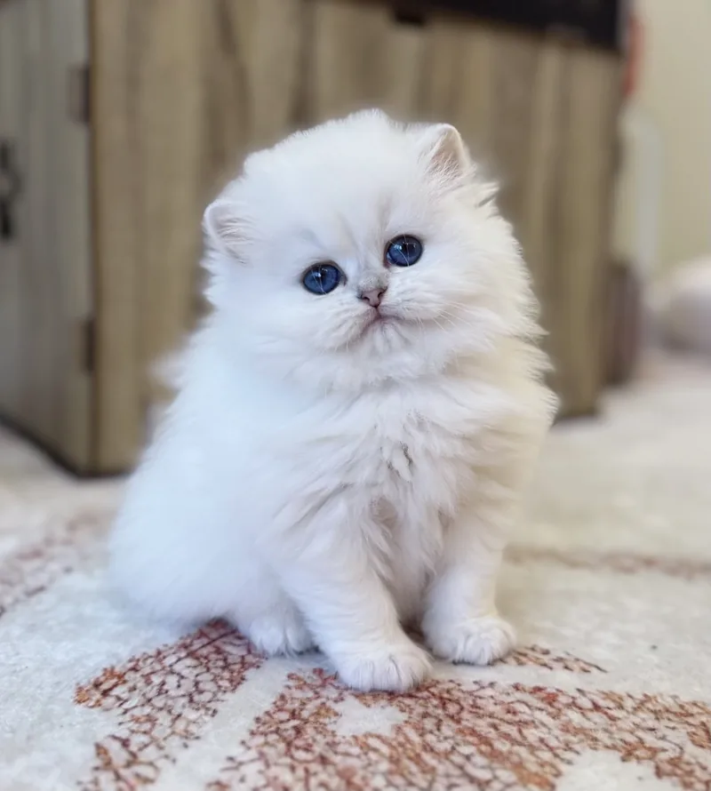 Koyu Mavi Boncuk Gözlü Silver Point Ns1133