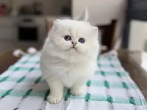 Koyu Mavi Boncuk Gözlü Silver Point Ns1133